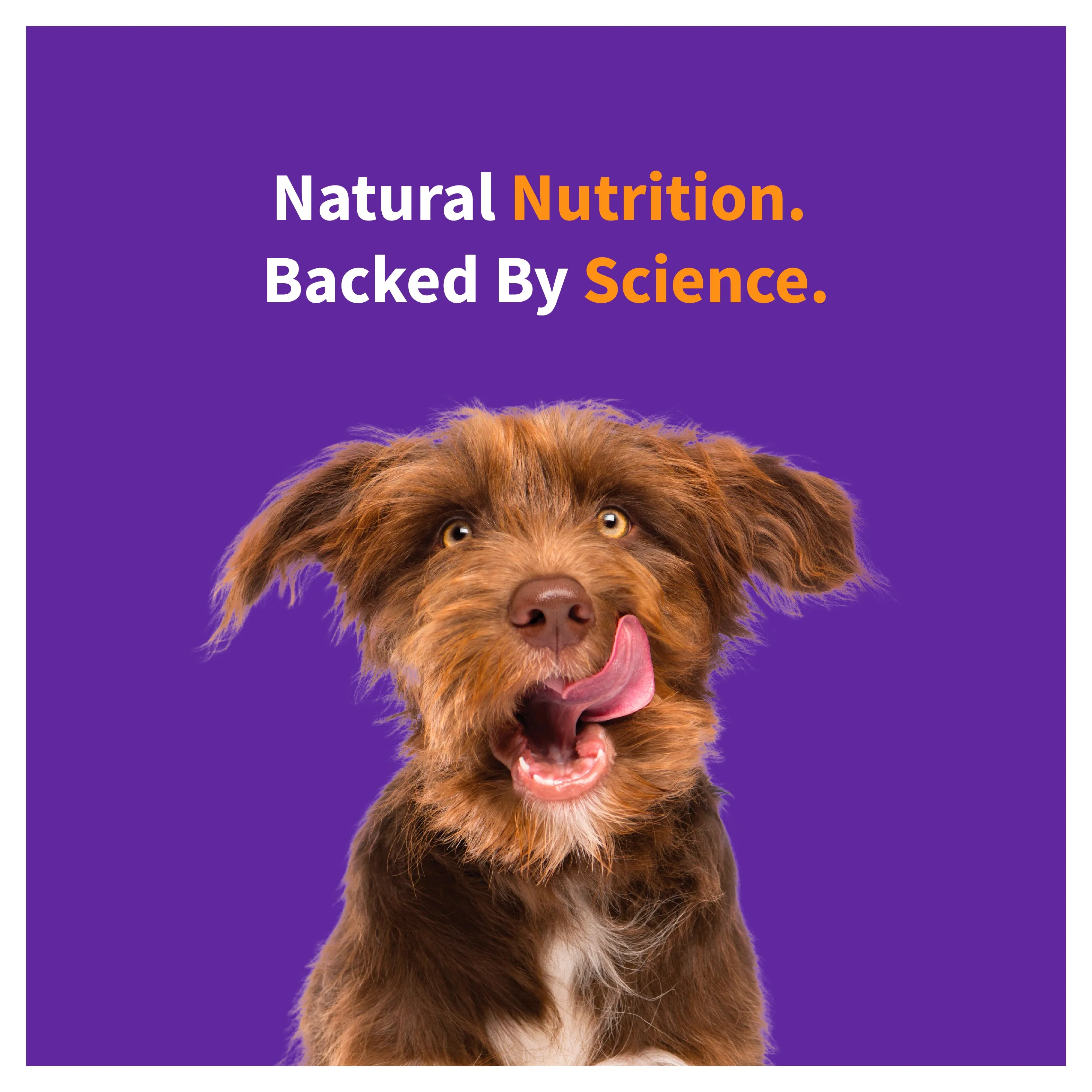 Elevate Healthy Grains Red Meat Recipe Small Breed Dry Dog Food